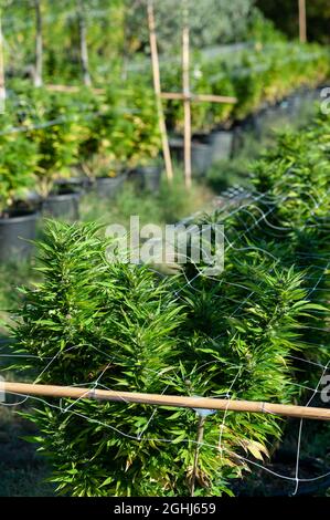 Coltivazione all'aperto di cannabis. Piante in vaso. Foto Stock