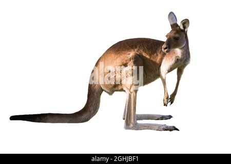 Bel canguro in piedi in posizione allerta SU SFONDO BIANCO CON SPAZIO COPIA isolato, bianco, Perth, Australia occidentale, Australia Foto Stock