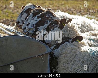 la pecora di colore nero-faccia dura con i fleeces spessi di lana robusti allineati in un huddle a mangiando trogolo sulla mattina fredda di sole di inverno in Cumbria, Inghilterra, Regno Unito Foto Stock