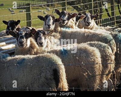 la pecora di colore nero-faccia dura con i fleeces spessi di lana robusti allineati in un huddle a mangiando trogolo sulla mattina fredda di sole di inverno in Cumbria, Inghilterra, Regno Unito Foto Stock