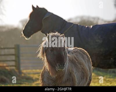 Due cavalli che condividono un campo - un grande, scuro, profilo indossare cappotto sullo sfondo, uno corto con spesso cappotto e fotocamera fronte mane - Cumbria, Inghilterra, Regno Unito Foto Stock