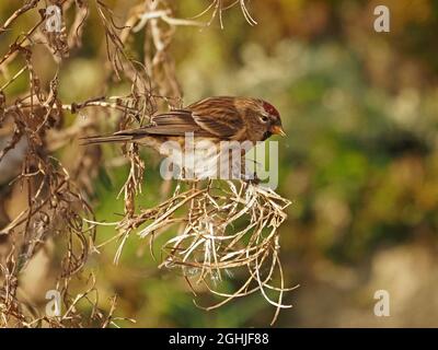 Maschio comune Redpoll (Acanthis flammea) che si nutra su semi soffici di Rosebay Willowwib (Chamaenerion angustifolium) in inverno, Cumbria, Inghilterra, Regno Unito Foto Stock