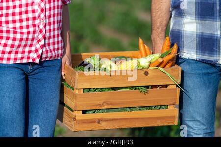 Primo piano le mani di contadini maschi e femmine che trasportano la cassa di legno piena di verdure in campo Foto Stock