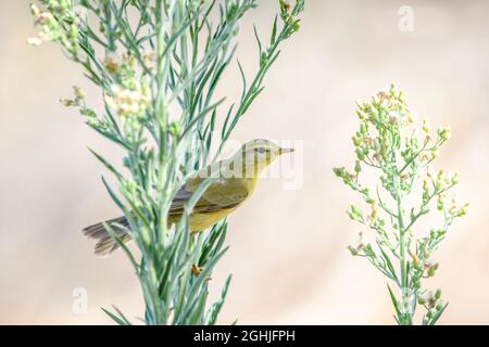 Willow Warbler Phylloscopus trocillus seduta in fiori selvatici. Portogallo, Europa. Foto Stock