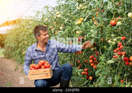 Agronomo maschile in camicia a quadri raccogliendo pomodori sorridenti. Coltivatore che lavora in serra che tiene la cassa di legno con le verdure. Foto Stock