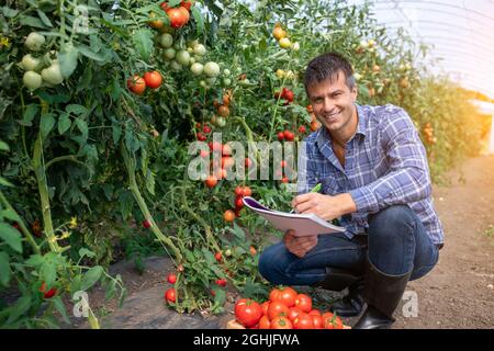 Agronomo maschile in serra prendendo appunti di monitoraggio pomodori facendo contatto visivo con la macchina fotografica. Coltivatore che raccoglie le verdure che accovacciano. Foto Stock