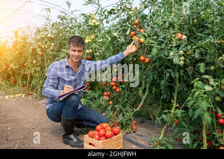 Agricoltore agronomista maschile che guarda la macchina fotografica che arriva a toccare pomodoro e scrivere note in serra Foto Stock