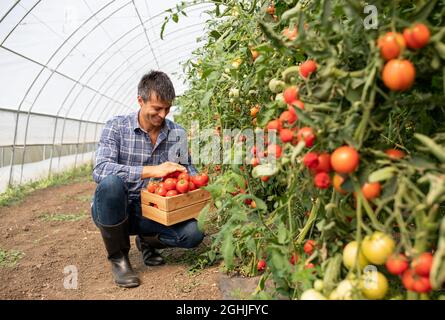 Maschio agricoltore accovacciato in serra accanto alle piante di pomodoro sorridenti. Agronomo che tiene la cassa di legno che raccoglie le verdure Foto Stock