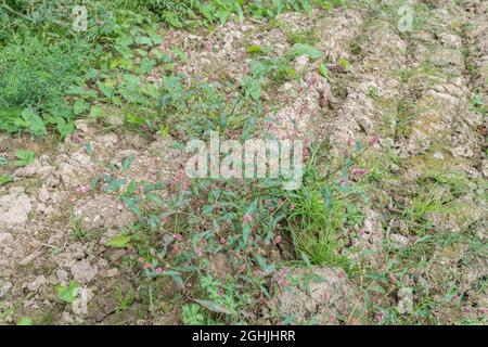 Fiori rosa raggruppati di Redshank / Polygonum persicaria syn. Persicaria maculosa. Comune erbaccia agricola una volta usato come pianta medicinale in erbalismo Foto Stock