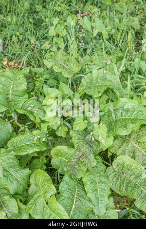 Tre erbacce molto comuni arabili nel Regno Unito: Redshank / Polygonum persicaria, Broad-leaved Dock / Rumex obtusifolius & Hedge Bindweed / Calystegia sepium. Foto Stock