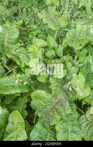 Tre erbacce molto comuni arabili nel Regno Unito: Redshank / Polygonum persicaria, Broad-leaved Dock / Rumex obtusifolius & Hedge Bindweed / Calystegia sepium. Foto Stock