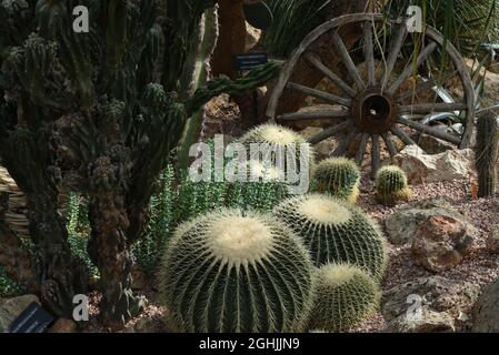Una mostra di fiori e piante, tra cui un cactus a botte d'oro (fronte) e una vecchia ruota di legno del carro nella zona arida del deserto nel conserve di Muttart Foto Stock