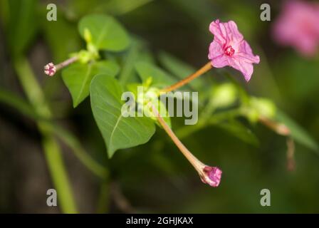 Mirabilis jalapa. Un fiore grande fiorisce in una giungla di schiarimento. Guatemala tropicale. Foto Stock