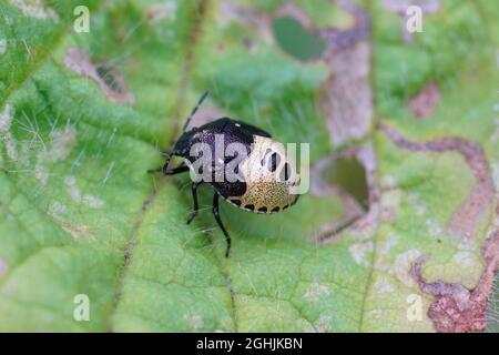 Primo piano su una ninfa del Woundwort Shieldbug, la venusta di Stagonomus Foto Stock