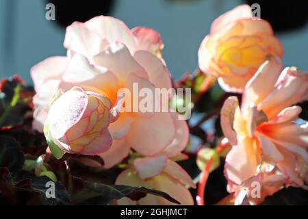 Primo piano di fiori rosa di begonia che crescono nel giardino Foto Stock