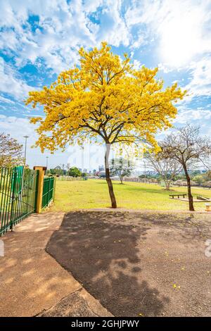 Bellissimo Ipe giallo albero. Albero simbolo della città di campo Grande nel Parco delle Nazioni indigene. Foto Stock