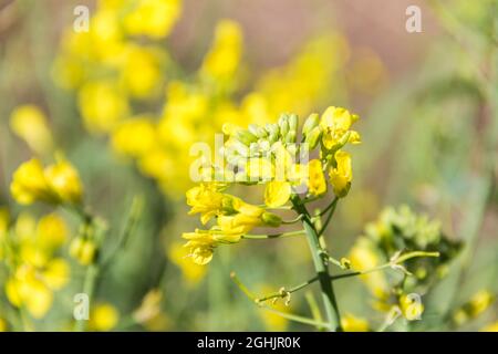 Colza gialli fiori in primavera Foto Stock