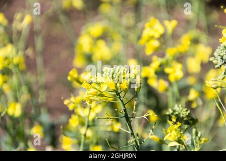 Colza gialli fiori in primavera Foto Stock