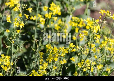 Colza gialli fiori in primavera Foto Stock