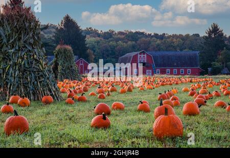 Zucche disposte su una fattoria con fienile rosso al mattino rugiada con le nuvole soffici e cielo blu per idilliaca scena autunnale Foto Stock