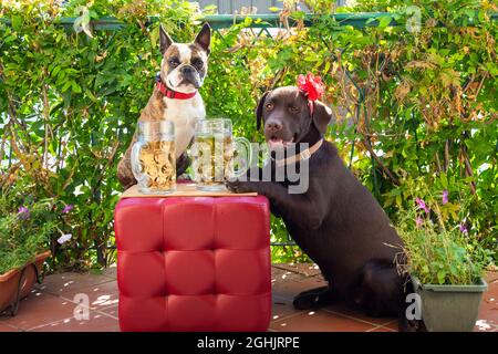 labrador e boston terrier bevono birra da grandi tazze sul balcone Foto Stock