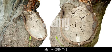 Il tronco tagliato o corteccia di ciliegio selvatico, struttura di legno del tronco tagliato dell'albero. Foto Stock