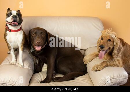 cocker spaniel, labrador e boston terrier su una grande sedia bianca in casa Foto Stock