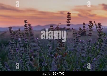un campo di lavanda in fiore sullo sfondo di un cielo di tramonto. paesaggio il periodo fiorito di lavanda. Foto Stock