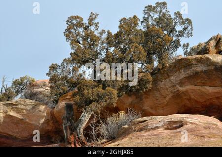 Albero Weathered a Red Rocks Park in Morrison Colorado Foto Stock