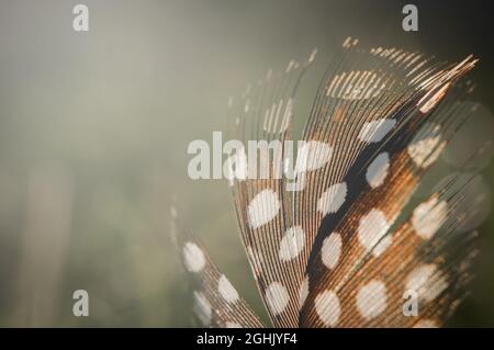 Piuma d'uccello su sfondo sfocato. Foto Stock