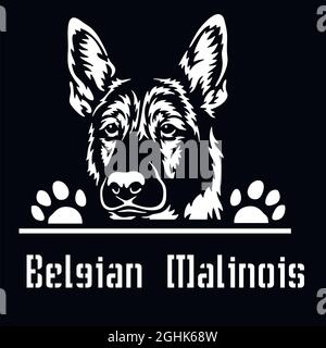 Malinois Belga cane da Pechino - testa isolata su bianco - stock vettoriale Illustrazione Vettoriale