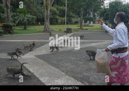 Badung, Bali, Indonesia. 6 settembre 2021. Un custode alimenta le scimmie con arachidi. Foresta delle scimmie di Sangeh per aprire la donazione per aiutare a nutrire circa 600 scimmie residenti di Macaque a coda lunga (Macaca fascicularis). Durante l'implementazione del Covid-19 Emergency Community Activities Restriction (PPKM) in Indonesia, la Foresta delle scimmie di Sangeh ha dovuto chiudere dal turismo e influisce sulla riduzione dei costi di alimentazione delle scimmie, che costano circa 500.000 IDR (35 USD) al giorno. (Credit Image: © Dicky BisinglasiZUMA Press Wire) Foto Stock