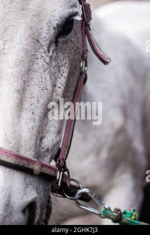 Ritratto di un cavallo grigio fleabitten | chiusura di una bella testa di cavallo grigio fleabitten che indossa un'imbracatura Foto Stock