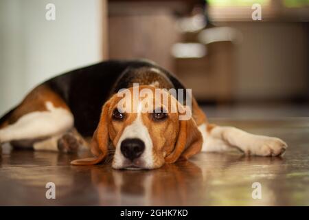 Cane che stende su un pavimento e dare uno sguardo | cane carino beagle si stende su un pavimento e sembra espettantly Foto Stock