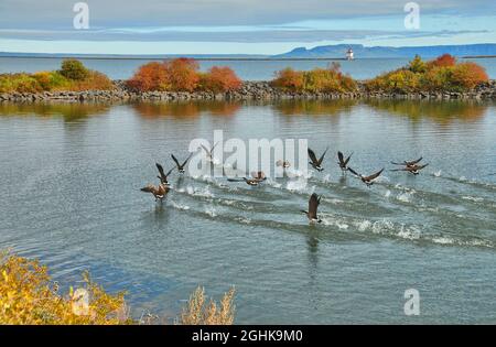 Le oche canadesi sbarcano sull'acqua nel lago superiore in autunno, mentre il "gigante dormiente" si trova in lontananza. Foto Stock