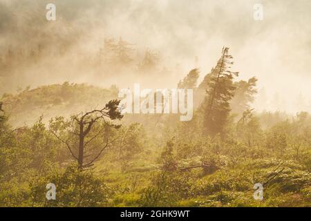 Suggestiva alba nella montagna di Cozia, in Romania Foto Stock