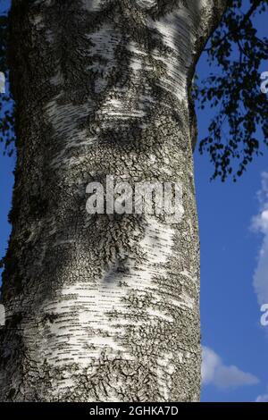 pioppo argenteo con tronco di colore argento ruvido e foglie sfocate di fronte al tema estivo del cielo blu Foto Stock