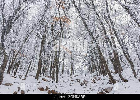 Inverno foresta di faggio gennaio. Alberi innevati nella foresta. Bellissimo sfondo invernale favoloso. Viaggia in salita attraverso grandi nevicate. Atmosfera Foto Stock