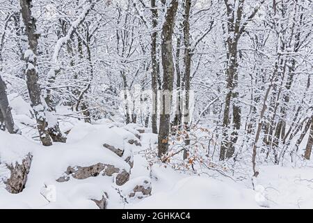 Inverno foresta di faggio gennaio. Alberi innevati nella foresta. Bellissimo sfondo invernale favoloso. Viaggia in salita attraverso grandi nevicate. Atmosfera Foto Stock