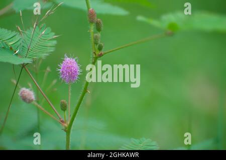 Mimosa pudica flower.sensitive albero, pianta sonnolenta, albero di azione, touch-me-not, vergogna pianta. Foto Stock