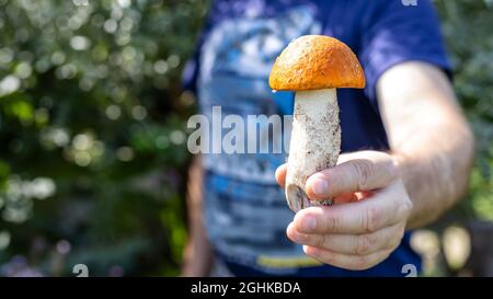 Un uomo sta tenendo un fungo di boleto. Raccolta stagionale di funghi. Cibo vegetariano biologico selvatico. Ricerca e raccolta di funghi commestibili nella foresta. Foto Stock