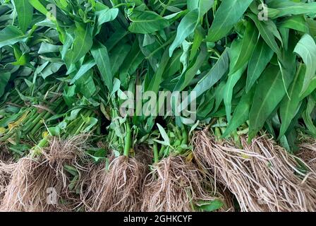 Spinaci ad acqua (Ipomoea aquatica), foglie verdi, steli e radici nel mercato delle verdure Foto Stock