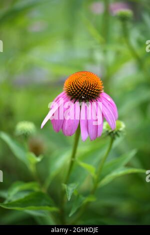 Echinacea fiori (Echinacea purpurpurea) su sfondo naturale. Messa a fuoco soft Foto Stock