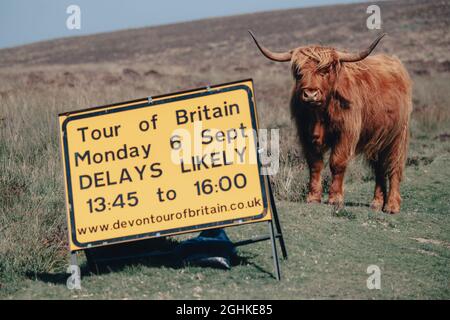 06/09/2021 il Tour della campana AJ della Gran Bretagna 2021. Fase 2 da Sherford a Exeter. Mucca delle Highland su Dartmoor pronta per la gara di passare. Foto di Simon Gill. Foto Stock