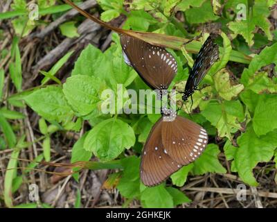 Il Long-branded Blue Crow Butterfly su foglia verde di pianta di albero in foresta, molti punti bianchi con marrone e nero modello di colore su ala insetto Foto Stock