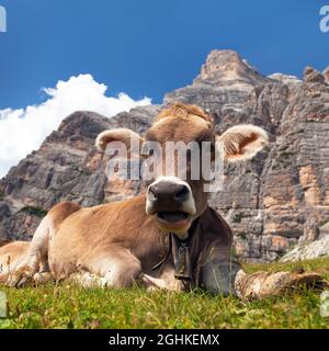 Mucca (bos Taurus) in montagna adagiato su prato con campana vicino Monte Pelmo, Dolomiti, Italia Foto Stock