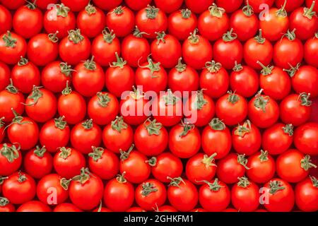 Immagine di sfondo di file distesi di pomodori ciliegini rossi maturi. Vista dall'alto. Disposizione piatta. Spazio di copia Foto Stock