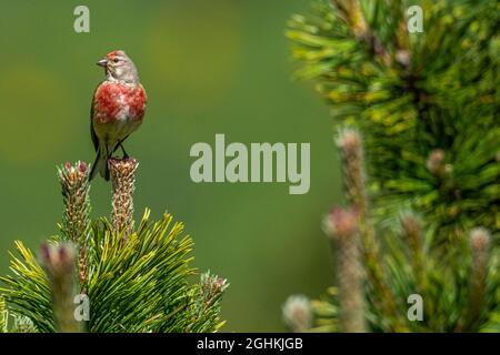 Un linnet maschio (Carduelis cannabina) Foto Stock