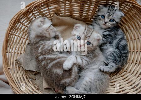 Il bellissimo gattino scozzese fold gioca nel cestino Foto Stock