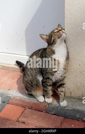 Carino gatto con pelo grigio, marrone e bianco, seduto sul marciapiede e strofinando deliziato contro la parete della casa alla luce del sole Foto Stock
